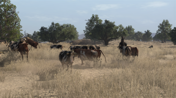 RDR - Cattle