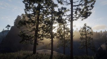 Cumberland Forest